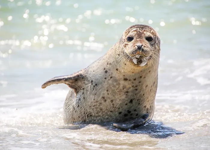 Windjammer Hotell 4*